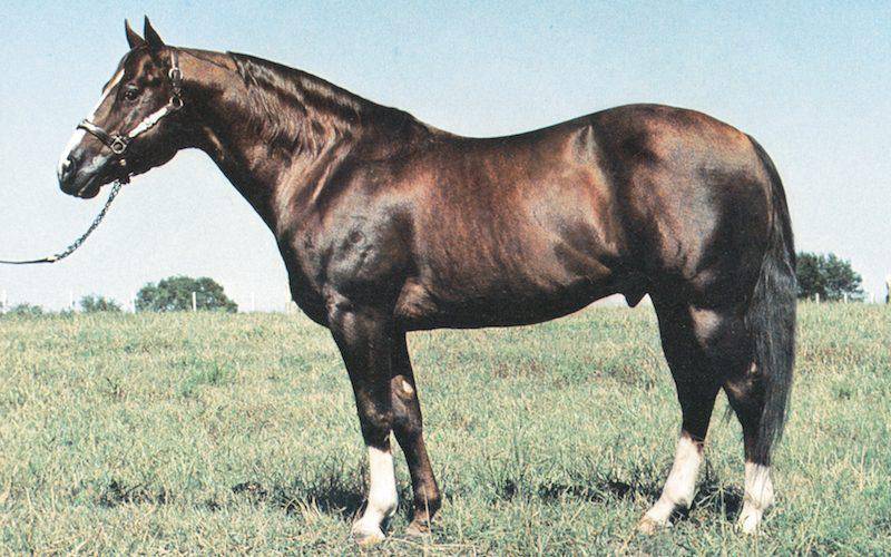 $!Caballos leyenda: Colonel Freckels, un semental sinigual