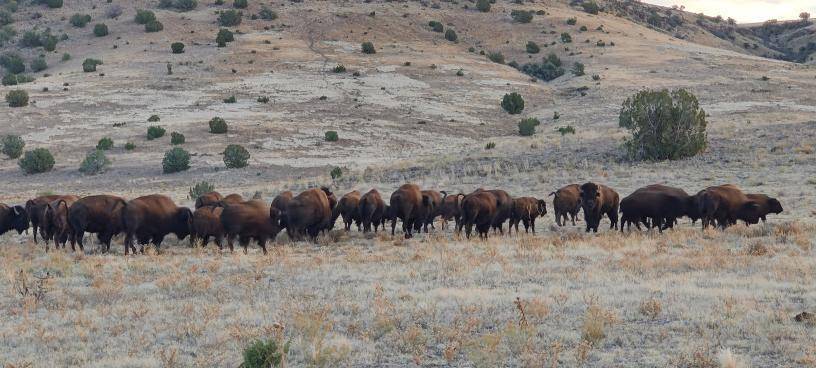 $!Manada de bisontes en el Rancho El Uno, Chihuahua, de donde se trasladarán algunos ejemplares a Coahuila.