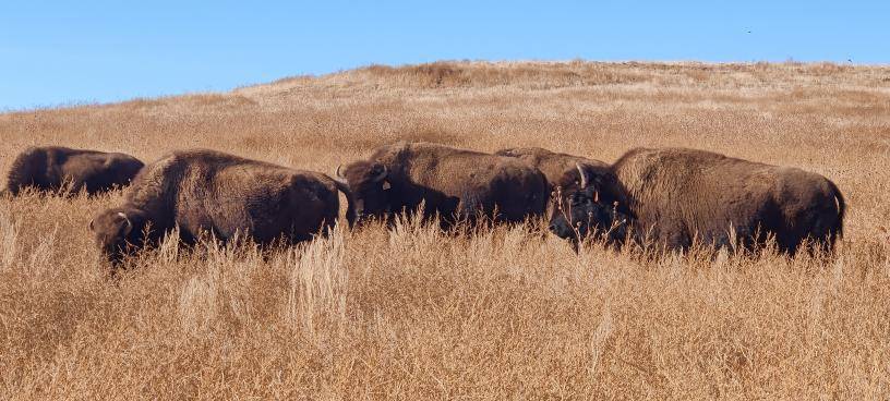 $!Manada de bisontes americanos bajo el cuidado de Pro Cuatro Ciénegas.