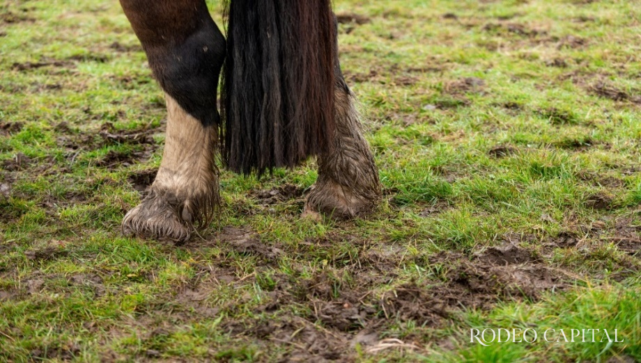 $!Puedes recortar el pelo de las cuartillas, para evitar que se enrede y ayudar a la higiene del caballo.