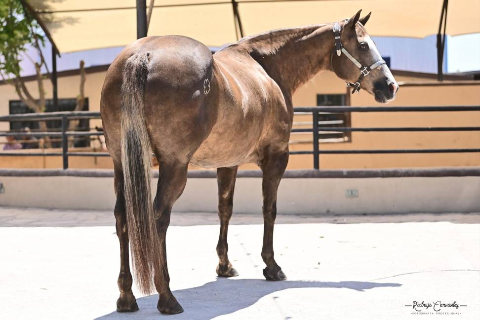 $!Orgullo coahuilense: la mejor yegua competidora del 2023 es de La Fortuna Quarter Horses