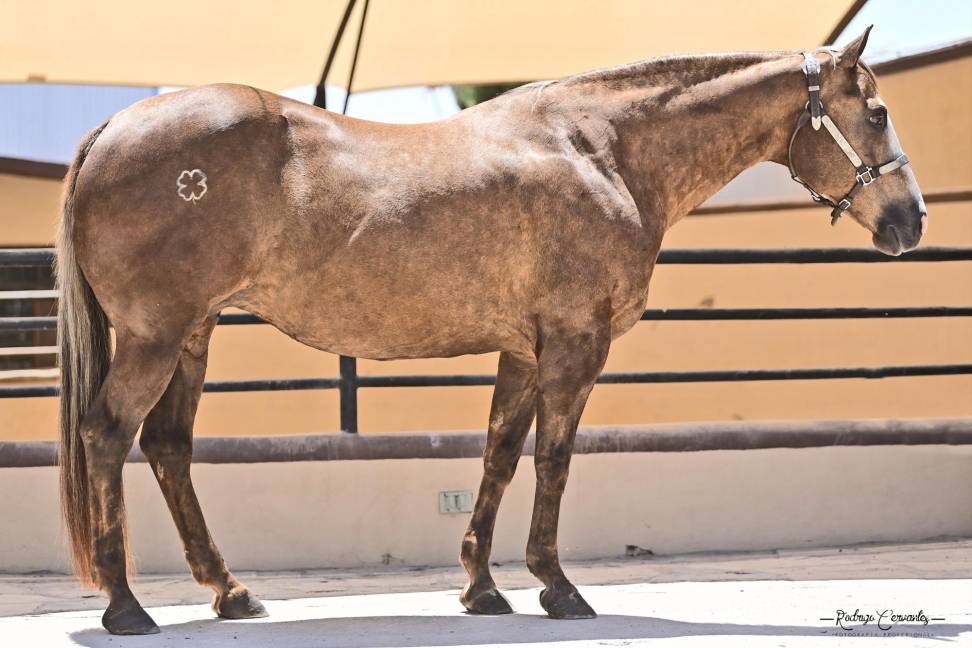 $!Orgullo coahuilense: la mejor yegua competidora del 2023 es de La Fortuna Quarter Horses